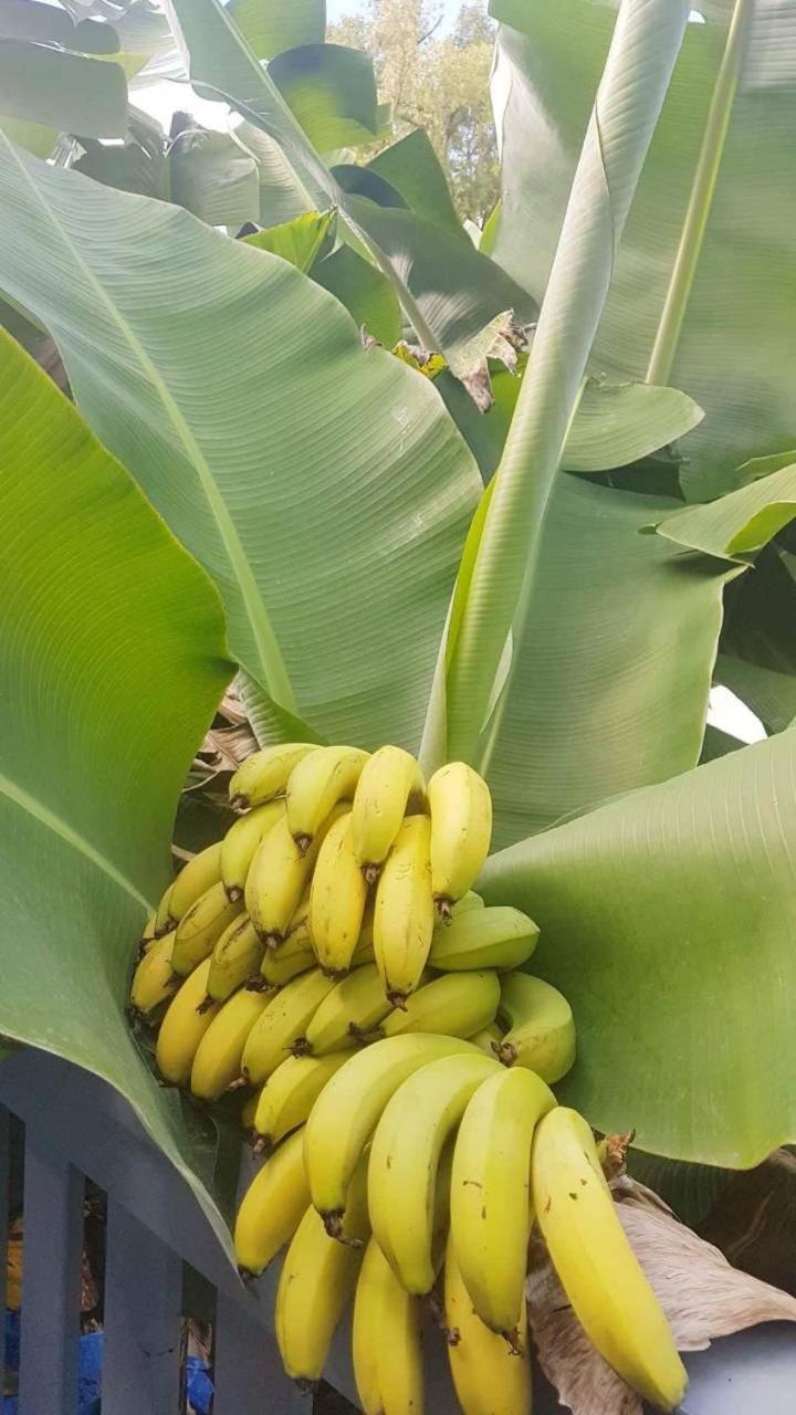 Dayspring Lodge Nuku'alofa Luaran gambar